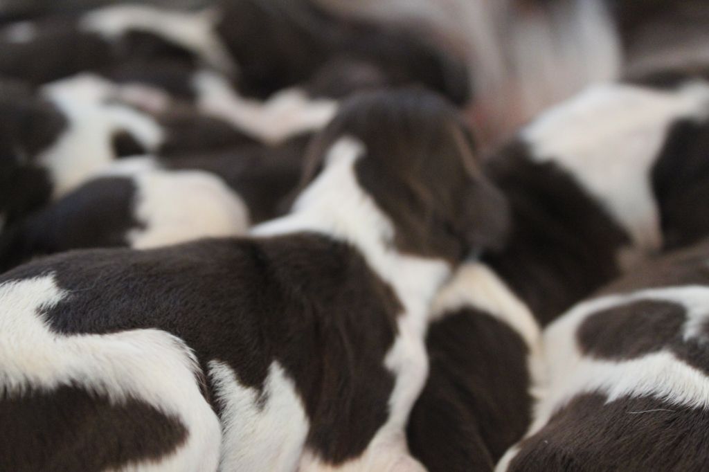 Chiot English Springer Spaniel Des Broussailes D'Opale