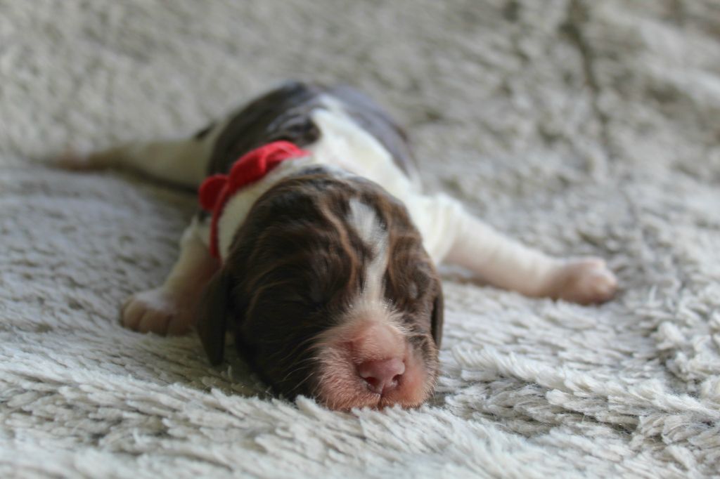 Des Broussailes D'Opale - Chiots disponibles - English Springer Spaniel