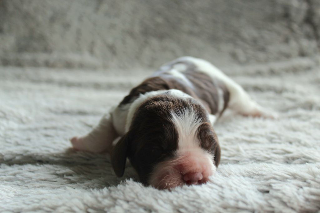 Des Broussailes D'Opale - Chiots disponibles - English Springer Spaniel