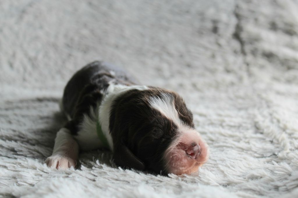 Des Broussailes D'Opale - Chiots disponibles - English Springer Spaniel