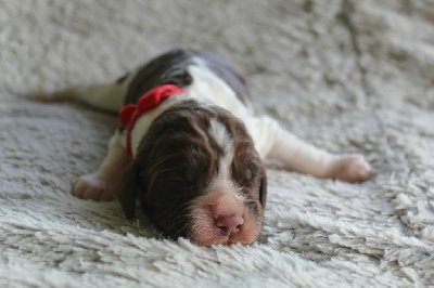 CHIOT