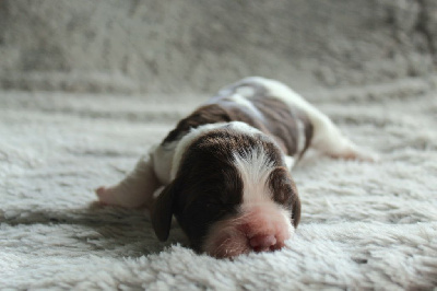 CHIOT