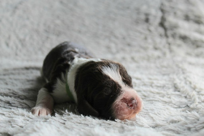 CHIOT