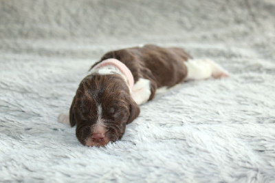 CHIOT
