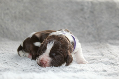 CHIOT