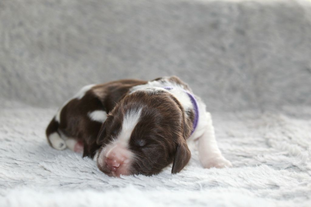 Des Broussailes D'Opale - Chiots disponibles - English Springer Spaniel
