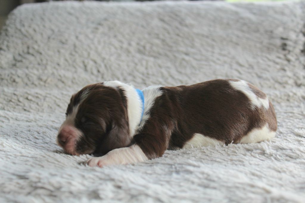 Des Broussailes D'Opale - Chiots disponibles - English Springer Spaniel