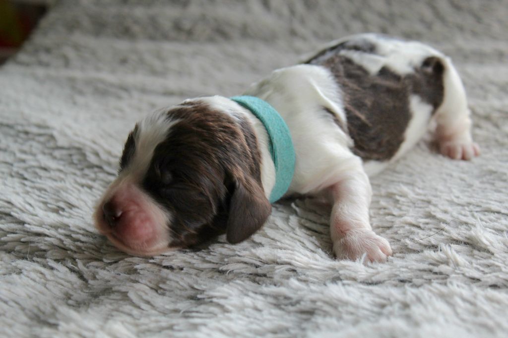 Des Broussailes D'Opale - Chiots disponibles - English Springer Spaniel